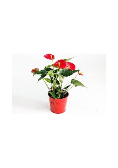 Sistemik Sıvı Bakır Plant-Cu 5 KG