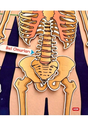 Tox İskelet Sistemi Keçe Duvar Panosu . Eğitici Oyuncak