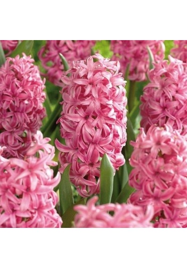 Yoğun Kokulu Pembe Pink Pearl Sümbül Soğanı 3 Adet