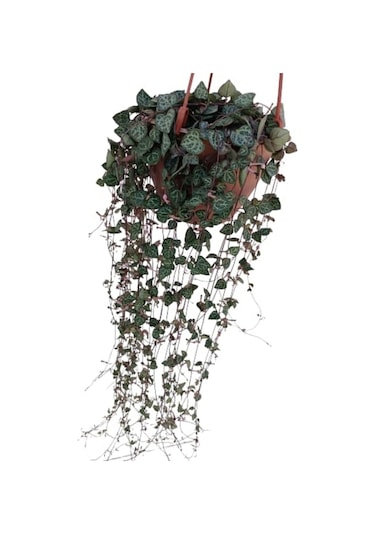 Euphorbia Milii Sarı Dikenler Tacı Çiçeği