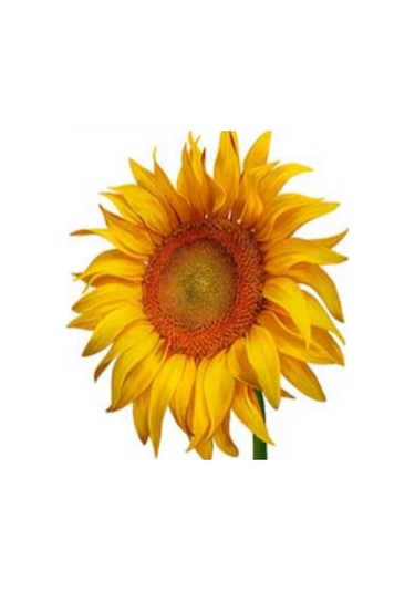 İnegöl Çerezlik Ayçekirdeği Tohumu 5 Kg