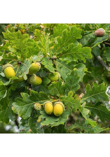 Meşe Palamut Fidanı 1 Adet 20 - 30 Cm Boylarında