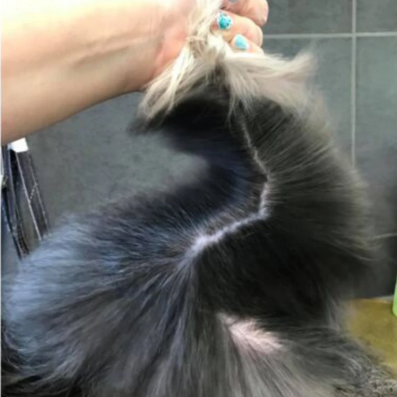 Show Tech+ Quick Fix Köpek Kıtık Açıcı Kolay Tarama Spreyi 500 Ml - Kuru Ve Islak Kullanım