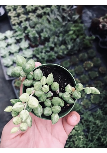 Sarı Yeşil Renkli Senecio Rowleyanus Variegata Tesbih Çiçeği