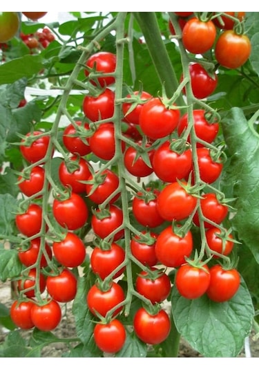 +100 Adet Sırık Domates Tohumu