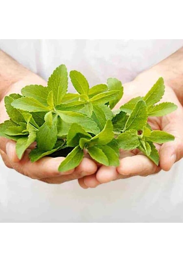 Stevia Tohumu Şeker Otu Tohumu 1000 Adet Tohum