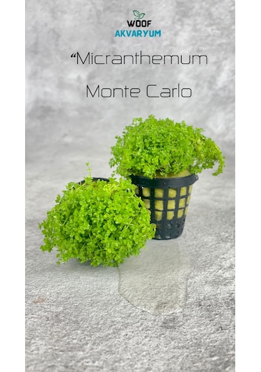 Woof Akvaryum Michrantemum Monte Carlo Akvaryum Zemin Bitkisi