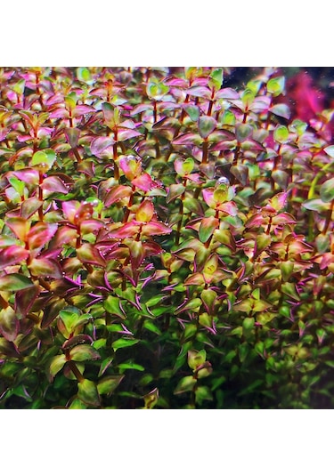 Rotala Macrandra Mini Pink Akvaryum Bitkileri Akvaryum Bitkisi 5 Dal