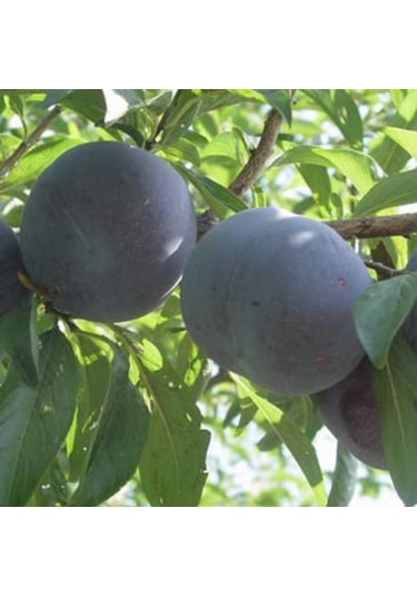 Black Daimond Erik Fidanı Aşılı - 2 Yaş Açık Köklü 80-100 Cm