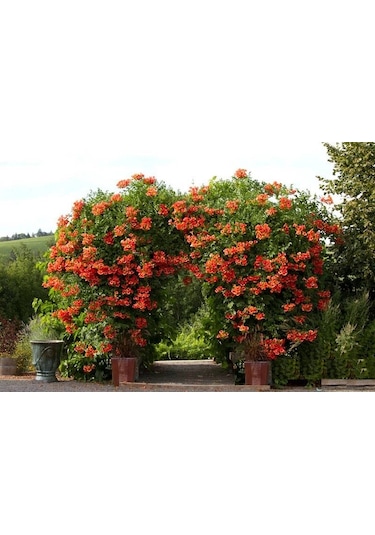 Acem Burusu Sarmaşığı Fidanı. Tüplü 40-60 Cm. Dikime Hazır