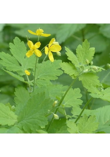 E-Fidancım Kırlangıç Otu Tohumu 5 Tohum