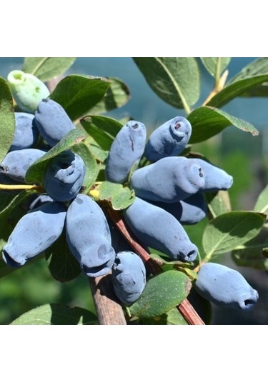 Bal Yemişi Fidanı 2 Adet