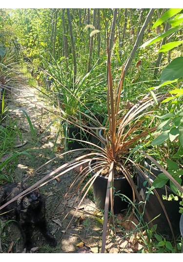 Yeşil Deniz Fidancılık Dracena Bitkisi 40-70 Cm