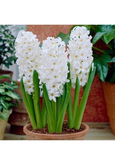 Aiolos Hyacinthus Oriantalis Beyaz Sümbül Soğanı 3 Adet