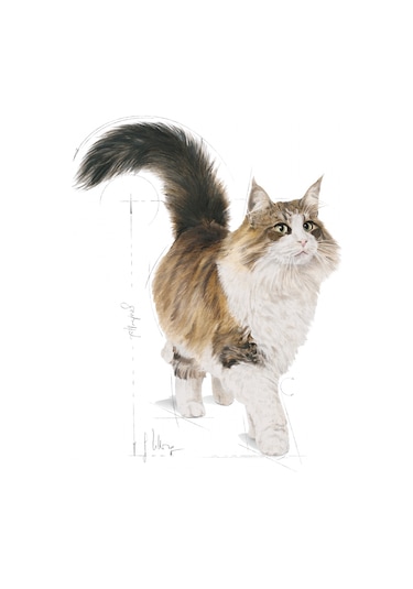 Royal Canin Instinctive Gravy Pouch Yetişkin Kedi Yaş Maması 12 x 85 G