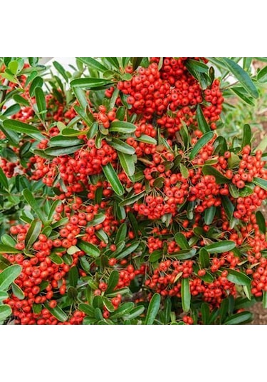 "tüplü Kırmızı Bodur Ateş Dikeni - Dinamizm Katın