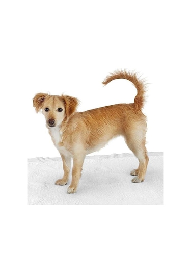 Kedi Köpek Tuvalet Eğitim Çiş Pedi 60 x 90 CM 30'lu