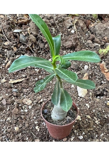 5.5 Luk Saksıda Adenium Çöl Gülü Çiçeği Fidanı 1