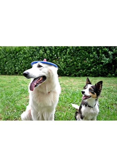 Trotto Disk Köpek Oyuncağı Renkli