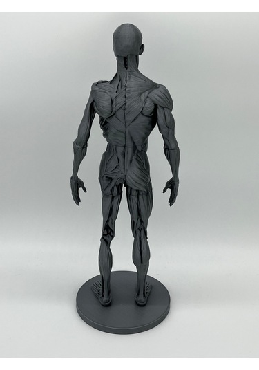 İnsan Anatomisi Erkek - Kas Ve Kemik Detaylar - 35 Cm