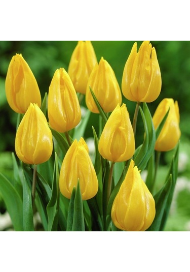 Sarı Renkli Jan Van Nes Lale Soğanı 5 Adet