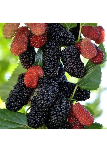 Tüplü Yediveren Siyah Avustralya Dut  Fidanı