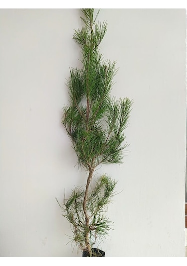 Fidan Kızıl Çam Fidanı 80 -100 Cm Boy 1 Adet