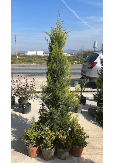 Limoni Servi Ağacı - Cupressus Macrocarpa 'goldcrest'