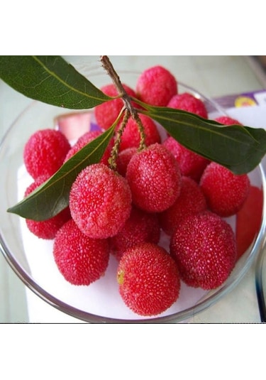 Bahçevilya 2 Adet Koca Yemiş Fidanı Arbutus Unedo