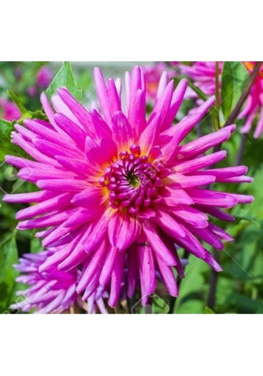 10 Adet Karışık Dahlia Çicek Tohumu 10 Adet Hediye Karışık Renk Gül Tohumu