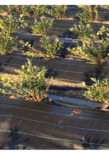 1 Mt X 30 Mt Sulzer Kumaş Sera Taban Yabani Ot Örtüsü Jüt Peyzaj