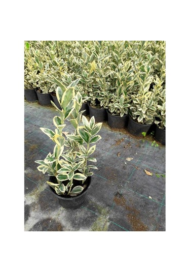 Taflan Brvo 30-50 Cm