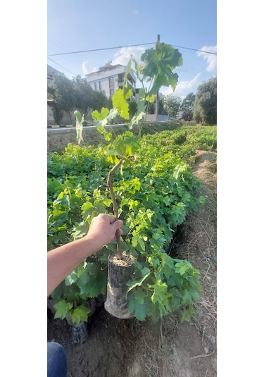 Sultaniye Çekirdeksiz İzmir Üzümü Asma Fidanı
