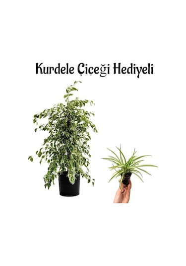 Kadınlar Gününe Özel Alacalı Benjamin Bitkisi Kurdele Çiçeği Hediyeli Salon Bitkisi