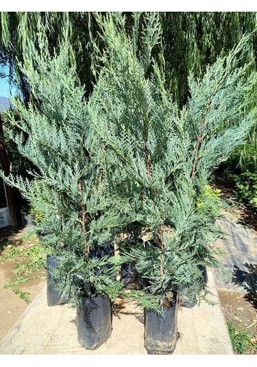10 Adet Leylandi Siyah Tüp Torbada Ortalama 80 Cm Çit Çamı