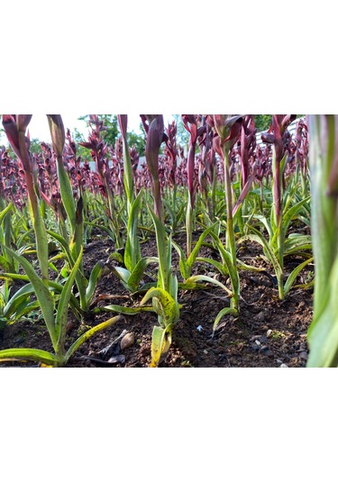 Dogal Salep Fidanı 2 Kg