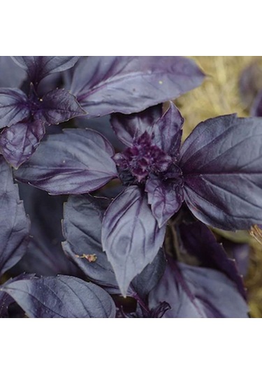 Bykurt Sunagri Mor Reyhan Tohumu - Aromatik Mor Renkli Bahçeler İçin Çekici Ve Lezzetli Mor Reyhan Tohumu