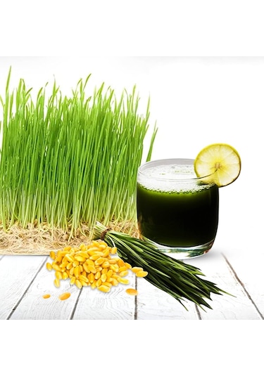 Çim Suyu İçin Doğal Buğday Tohumu 100 Gram