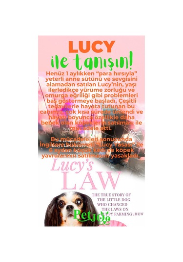 Petjoo 11.Lucy Yeşil-Turuncu Qr'lı Köpek Künyesi