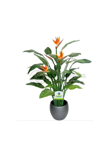 Cennet Kuşu Çiçeği Tohumu Ekim Seti 2 Tohum +Saksı+Toprak+