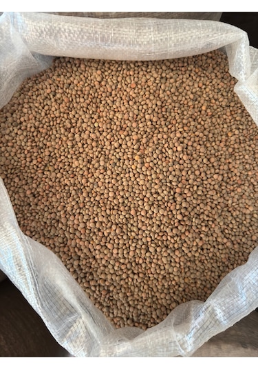 Bernami Biblo Pinterest Yeşil Köy Mercimeği 1 Kg