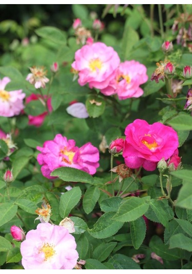 Dikensiz Isparta Gülü Yenilebilir Fidan 1-2 Y...