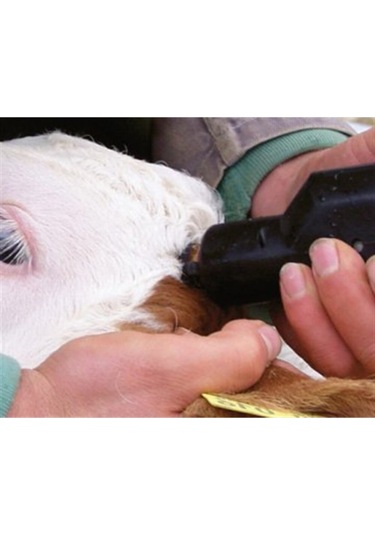 Elektrikli Boynuz Yakma Aleti - Ithal - Hayvan Boynuzu Köreltme Makinası