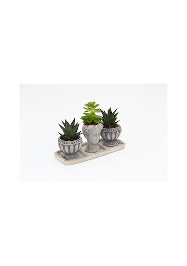 Trio Helen Gri Sukulent Seti - Haworthia Limifolia. Echeveria