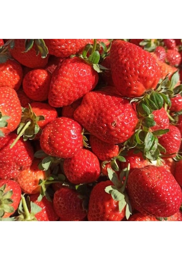 70 Adet Rubugen Çilek Fidanı Açık Kök Taze Söküm