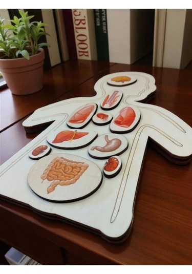 Ahşap Renkli Organlar - Öğrenmeye Yardımcı Ahşap Oyuncak