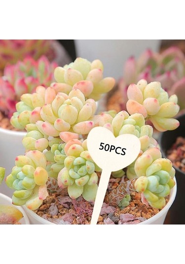 Trendooze Homyl 50 Adet Bitki Kalp Şekil Saksı Etli Ekici Adı Etiketleri