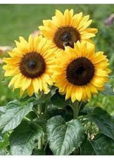 10 Adet Tohum Süs Ayçiçeği Sarı Süs Ay Çiçeği Tohumu Saksı Toprak