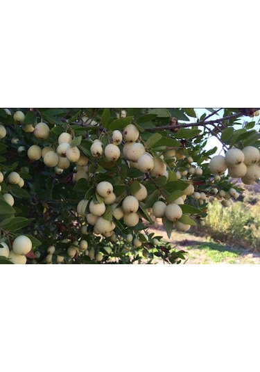 Hambeles Murt Beyaz+siyah 2 Adet