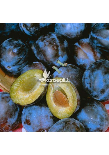 Erik Stanley Birton Fidanı